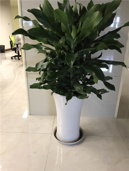 青浦區(qū)與浦東新區(qū)綠植租賃及養(yǎng)護(hù)服務(wù)指南 聯(lián)系電話與費用解析