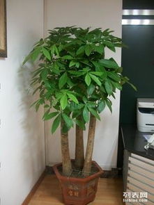 上海辦公室綠植租擺與花卉租賃服務(wù) 專業(yè)園林綠化，價格實(shí)惠，助力商務(wù)環(huán)境升級