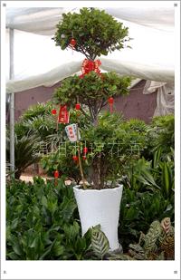 綿陽(yáng)利瓊花卉 專(zhuān)業(yè)三層榕租賃服務(wù)，打造綠色典雅的活動(dòng)慶典與會(huì)場(chǎng)布置