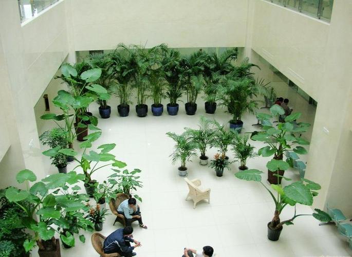 南韻竹風 以專業養護服務，構筑植物租擺的價值新標桿